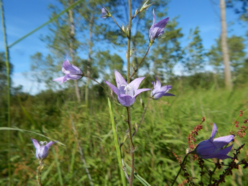 Campanula rapunculus